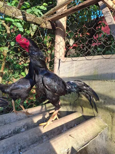 Galo e galinhas Índios