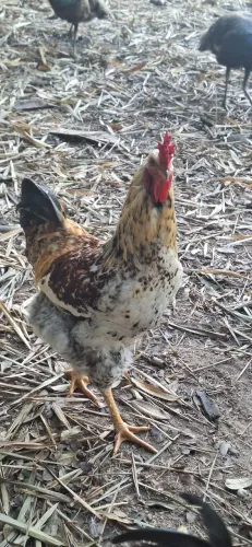 Galinha e galo sertanejo balao