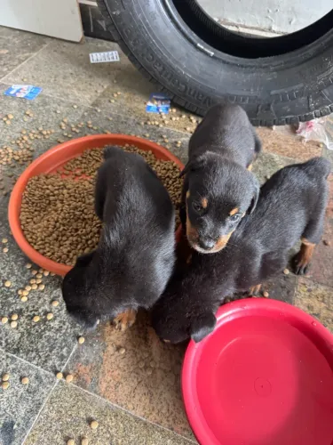 Filhote de Rotweiler
