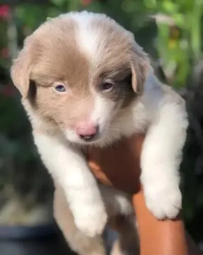 Border collie Marrons e branco 