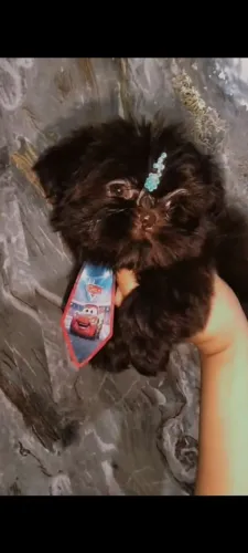 ShihTzu micrissimo macho Chocolate