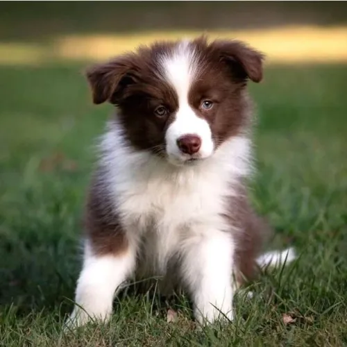 Border Collie - Quem Leva Já Sai Campeão Do Coração