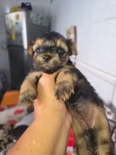 Animal cachorro de raça