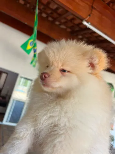 Lulu Spitz