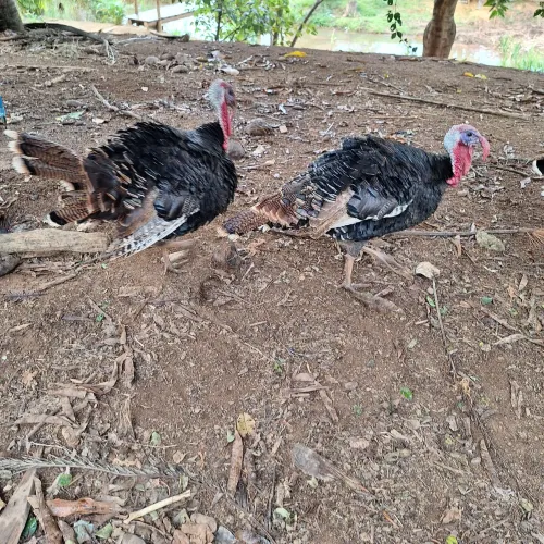 Vende se peru macho 1 ano