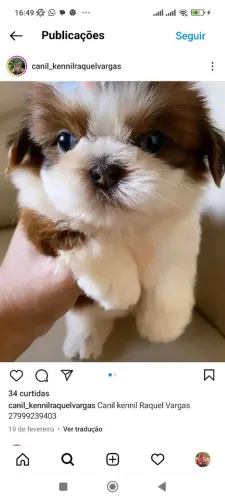 Filhotes de Shih Tzu - Lindos!! Canil especializado na raça - Aceito Cartão!!