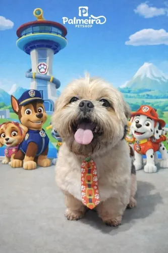 Vendo shitzu, com 6 anos de idade pois no momento não tenho mais condições de ficar c ele