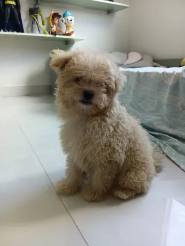 Poodle macho