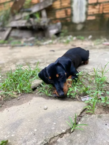 Vendo filhote de cachorro salsicha apenas 4 meses de vida 