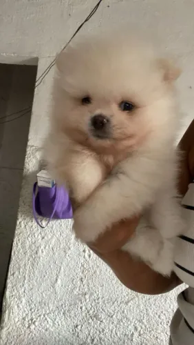 Spitz alemão