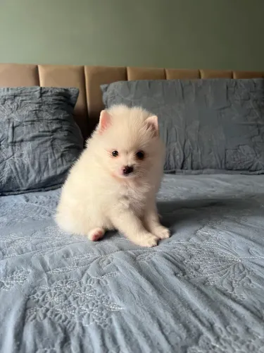 Spitz alemão (lulu da pomerania)