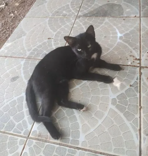Gatinha para adoção responsável 