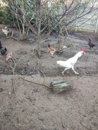 Galinhas, galo e peru a venda