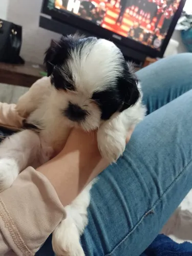 Cachorro da raça Shiatsu nasceu dia 18 /05/2026 vermífugado comendo ração tricolor preto c