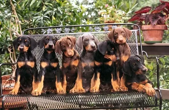 Doberman Machos e Femeas 