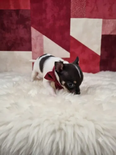 Lindo Pinscher Macho Disponível