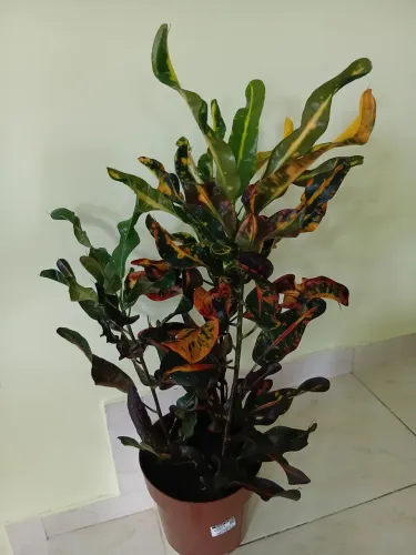 Croton parafuso