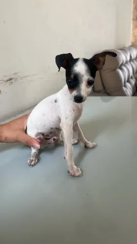 Pinscher n1 