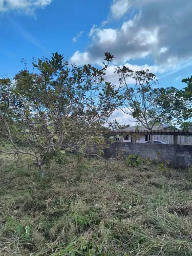 Terreno em Belterra de 40 metros x 200 metros de fundo - área central de Belterra