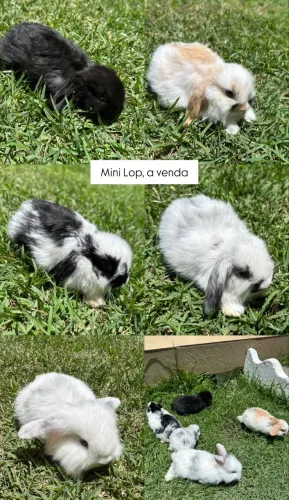 Coelho Mini Loop