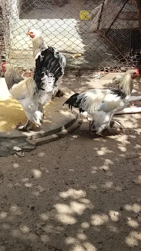 Galo brahma light 