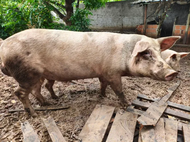 Vendo porco de raça, reprodutor. Pesando mais de 100k. Não é velho, tem 1 ano e meio