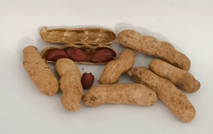 Amendoim crú, em casca, para plantar, saco com 50 kg