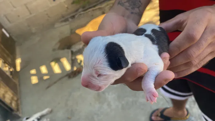 Vendo filhote de pitbull com american bully