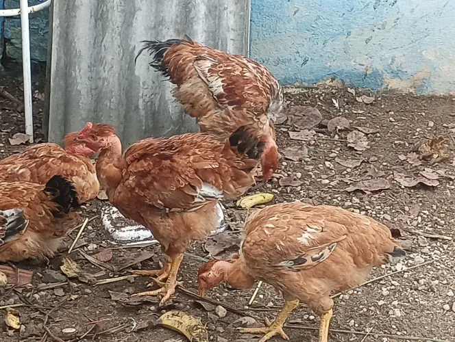 Criador de animais domestico