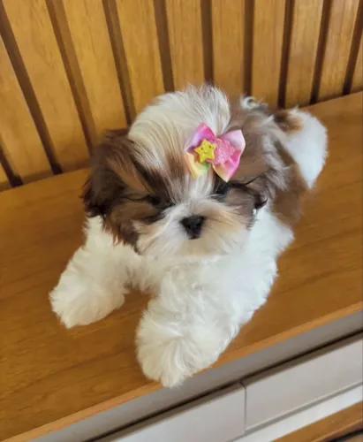 Shih tzu Fêmea Tricolor!! Uma Bela Menina.