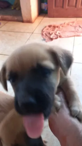 Doação de filhotes de cachorro,todos machos.