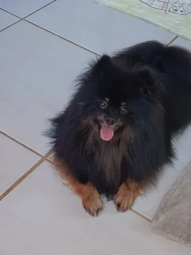 Lulu da Pomerânia para cruza 