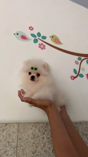  Spitz alemão anão 