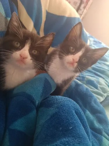 Gatos