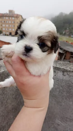 Filhote de Shih Tzu O Pequeno Companheiro Que Conquista Todos os Dias