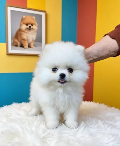 Pequeno Floquinho de Amor Spitz Alemão