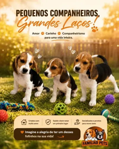 Filhotes de beagle