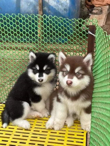 Husky siberiano Seu próximo companheiro pode estar escondido neste anúncio