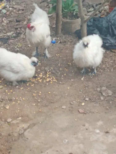 Galinha sedosa um galo 2 galinha