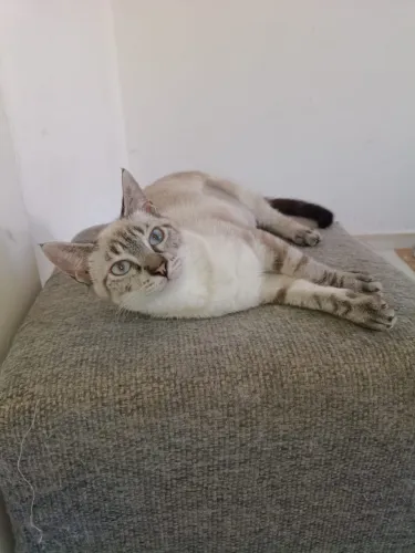 Gata filhote castrada adoção