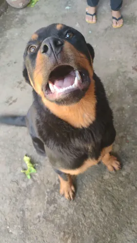 Rottweiler 7 meses, macho 