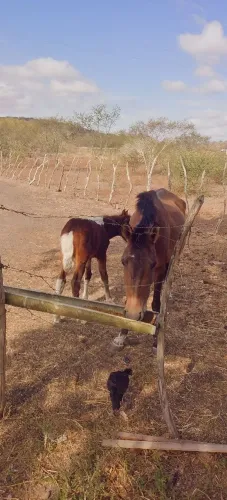 Égua parida com potra Pampa