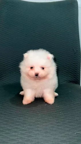 Lulu da pomerania fêmea