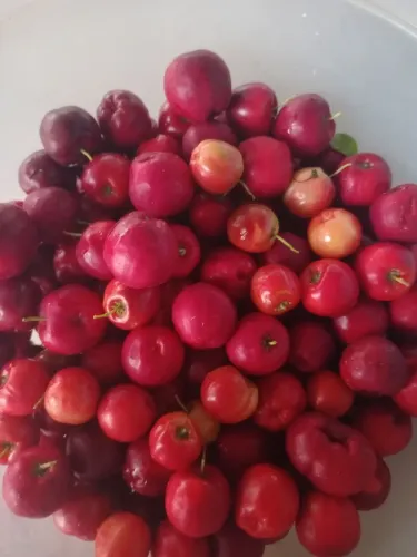 Acerola..o fruto
