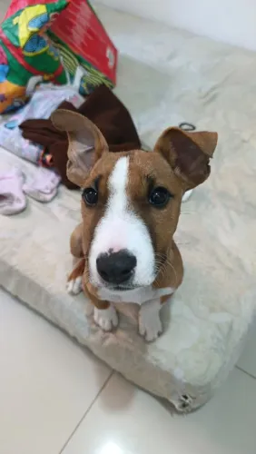 Bull terrier mestiço