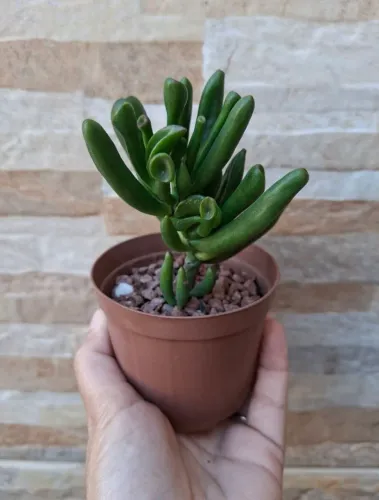 Crassula ovata gollum (orelha de sherek)