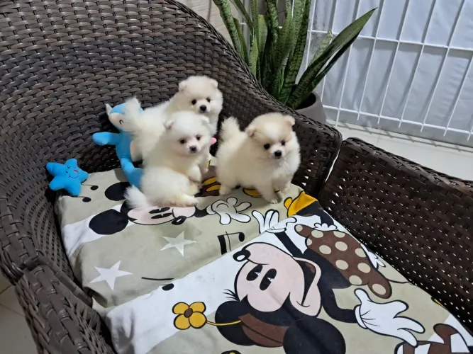 Lindos Spitz Alemão Macho Canil Lienn
