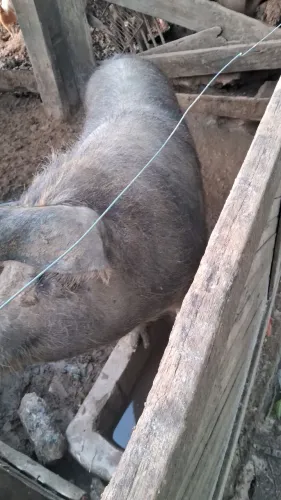 Porcos