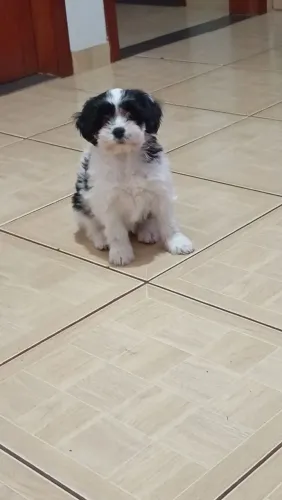 Vendo Shitzu 900 reais