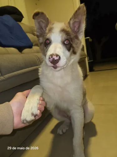 Border Collie